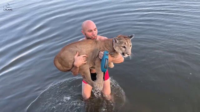 Идем купаться! Пума Месси на речке