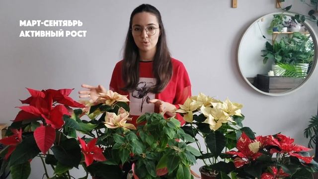 Почему не цветет пуансеттия: как помочь Рождественской звезде дожить до следующего Нового года?
