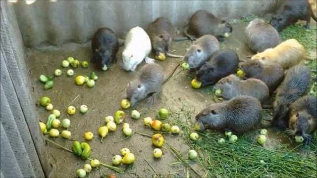 Разведение нутрий в домашних условиях как бизнес