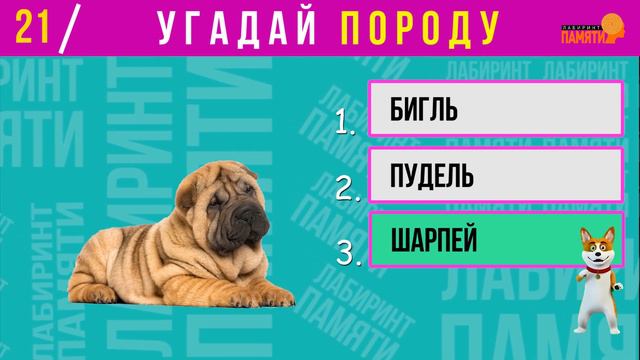 Угадай породу собак 🐶🐶🐶 / Как хорошо ты знаешь собак / Викторина