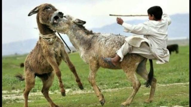 Прикольчики Прикольчики.mp4