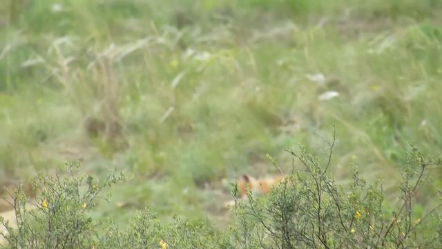 Животные и Природа РОСТОВСКОЙ Области.Личная коллекция.Выпуск №1