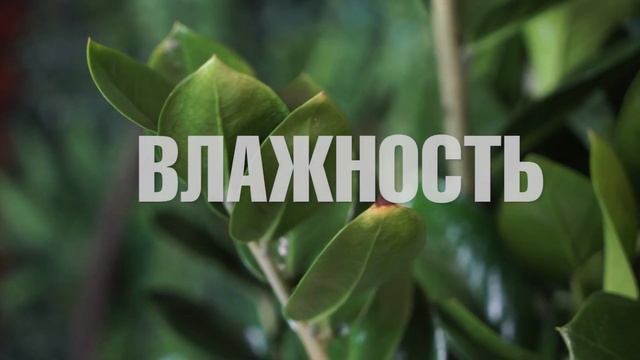 Как ухаживать за замиокулькасом ? Замиокулькас уход в домашних условиях