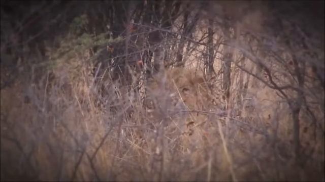 Охота на льва лучшие выстрелы и опасные моменты,Lion hunting