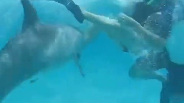 Дельфин настойчиво домогается девушки