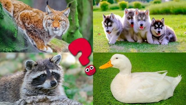 Пазлы животные для детей. Обучающее видео для малышей