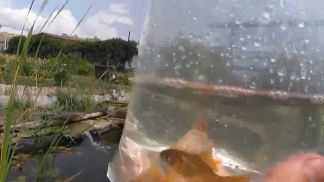 Зимующие рыбки для домашнего пруда. Какие виды рыб выбрать для пруда на даче?