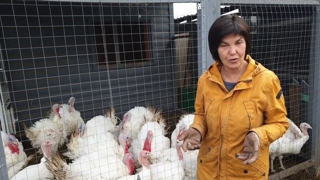 Какая утка самая выгодная? Сравниваем породы. Рассказ о выращивании утки в личном хозяйстве.