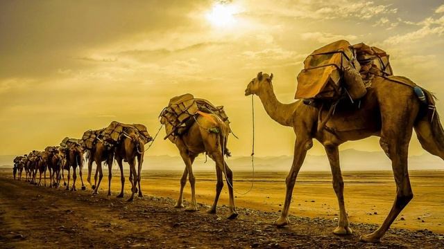 Интересные факты о Верблюде. 30 фактов о верблюдах. Вы точно этого не знали.