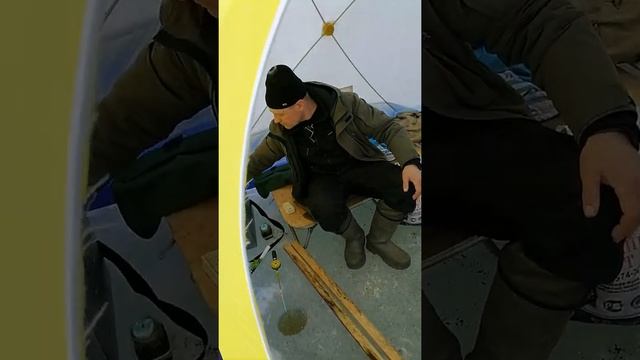 Залив сарагаш мешок рыбы.
