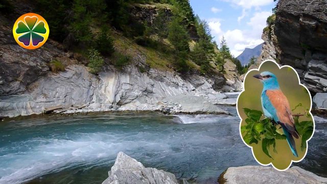 Утреннее пение птиц на горной реке Звуки природы для отдыха