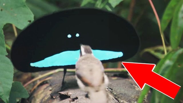 ? 10 Самых странных животных.