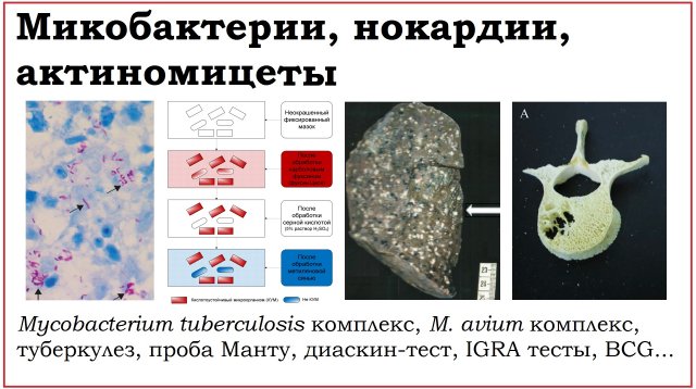 24. Клинически значимые бактерии родов Mycobacterium, Nocardia, Actinomyces