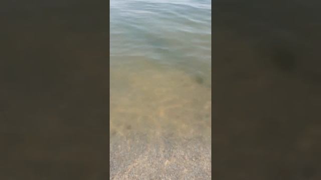 Медузы Кирилловки! 
Ядовитые медузы!23.08.2021года