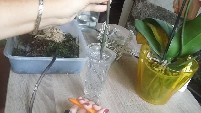 укоренение цветоноса(Способ размножения орхидеи )