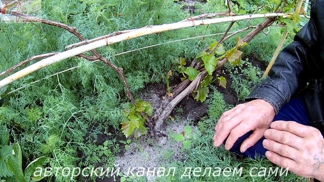 Виноград 2017.Увядание листьев зеленых побегов винограда.Почему вянут побеги винограда.