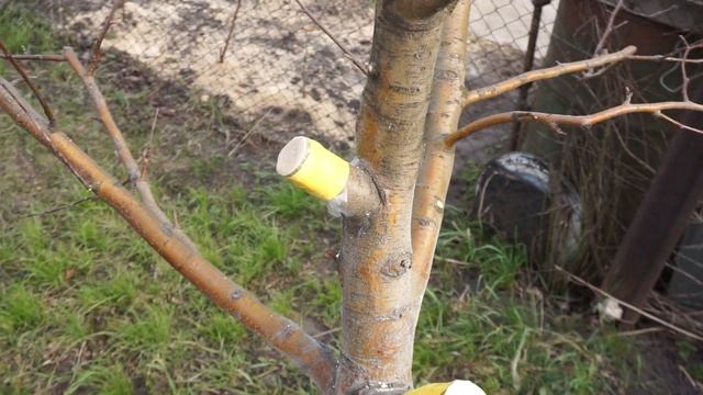 Прививка деревьев черенком