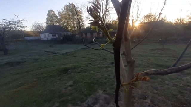 Спасаем грецкие орехи от заморозка 2.05.2023г.