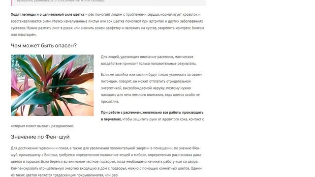 Цветок Рео: приметы и суеверия, стоит ли держать его дома и что принесет эта традесканция владельца