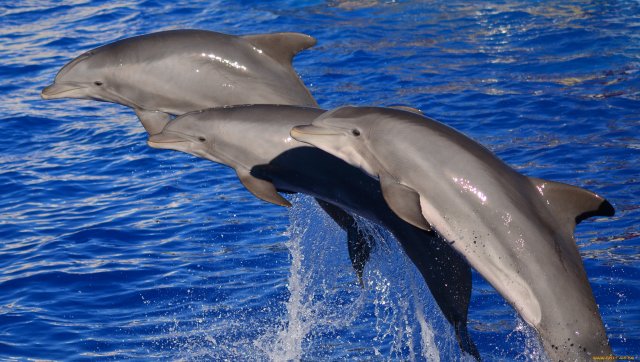 Целебные звуки дельфинов для развития маленьких детей/ Dolphin voices/Dolphin sounds
