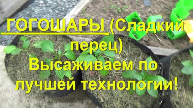 74. Болгарский перец (Гогошары) - высаживаем по лучшей технологии! Специальный выпуск!