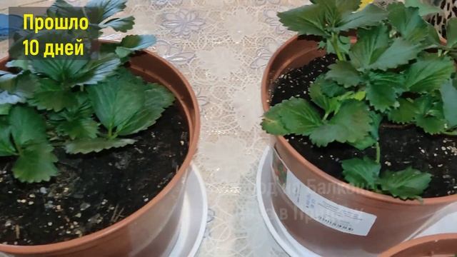 Жалею, Что Раньше не Знала Про ЭТИ СОРТА КЛУБНИКИ! Теперь Клубника на Подоконнике Круглый Год!