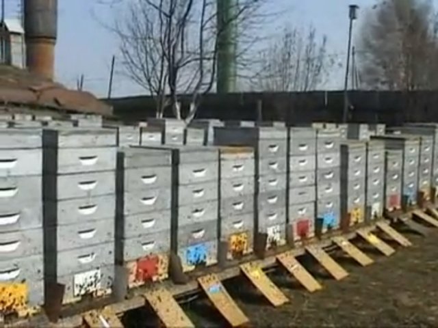 Альпийский улей