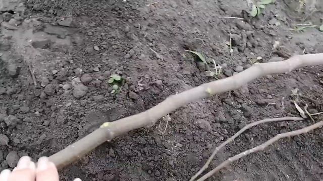 Как укрыть инжир на зиму?