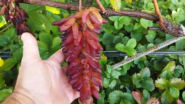 Виноград 2022: Василиса-2, Хеллоуін, Басанті