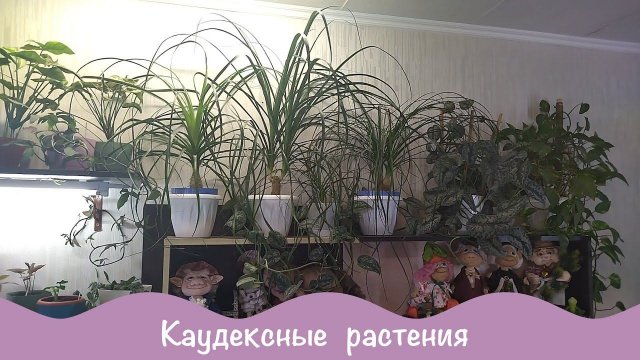 Каудексные растения в домашних условиях.