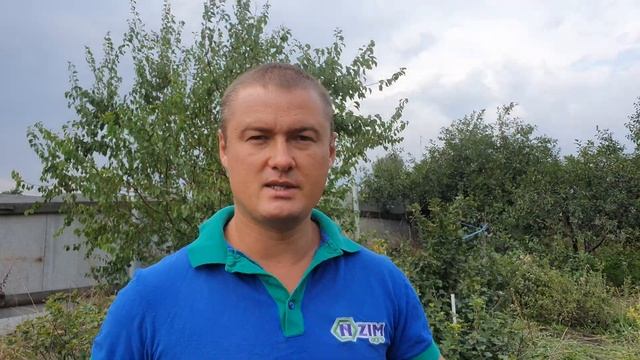Почему белеют листья голубики.