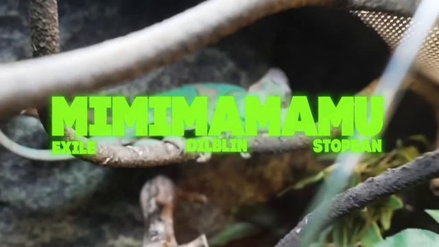 EXILE, STOPBAN, DILBLIN - MiMiMaMaMu(Клип, Бебра 2 Premium)-10 ЧАСОВ