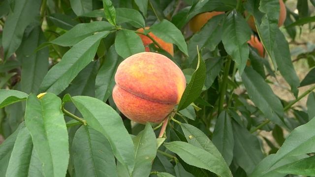 Самый зимостойкий персик в нашей коллекции АДРИАТИКА ?Рекомендуем для северных регионов