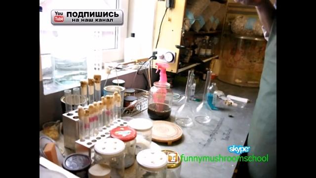 Вешенка мицелий, жидкая питательная среда, состав и приготовление