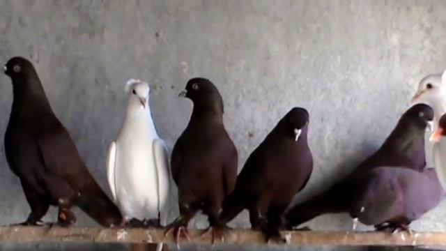 Голуби Краснодарские бойные красные 2016г