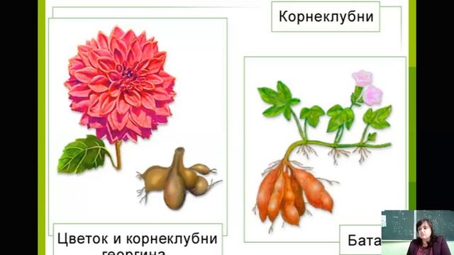 Корень Внешнее строение, видоизменения корней