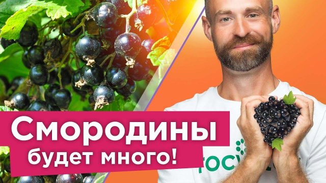 ЯГОДЫ СМОРОДИНЫ КРУПНЫЕ, А КУСТЫ НЕ БОЛЕЮТ при таком уходе осенью!