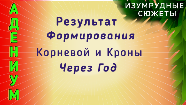 Адениум с шагающим каудексом. . Формирование Корневой И Кроны Адениума. Результат Через Год.