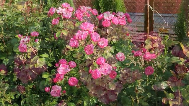 ЛУЧШИЕ СОРТА РОЗ. НЕ МЕШАЙТЕ ИМ СВОИМ УХОДОМ. ЗНАК КАЧЕСТВА АДР (ADR).