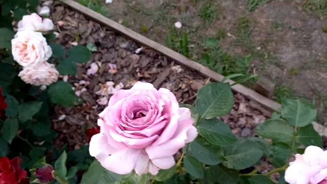 Английская роза Юстасия Вэй....