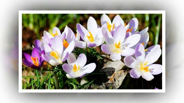 Весенние цветы