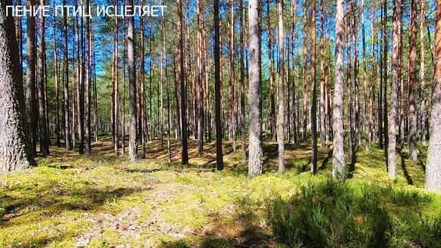 СОЛНЕЧНЫЙ ЛЕС.ПЕНИЕ ПТИЦ.ЛЕСНОЙ ВЯХИРЬ,ЧЁРНЫЙ ДРОЗД,СЛАВКА ПОДНИМУТ  НАСТРОЕНИЕ,УБЕРУТ ТРЕВОГУ.