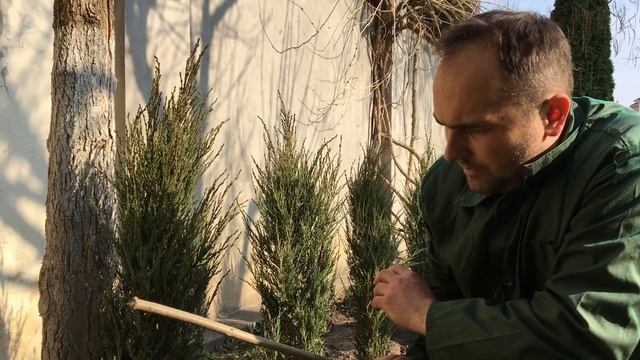Высаживаем можжевельник скальный блю эрроу вдоль забора