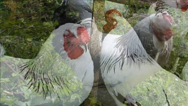 Разведение кур Первомайской породы как бизнес идея | Птицеводство | Первомайские куры