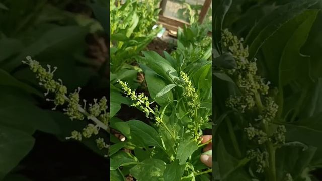 Какой сорт шпината самый лучший?