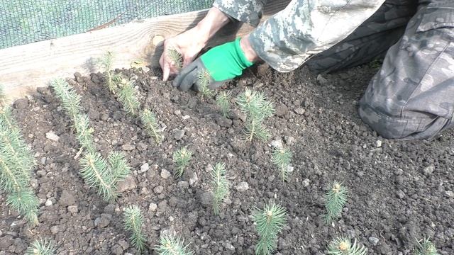 Как рассадить сеянцы ели голубой 3 х летки,для дальнейшего доращивания!