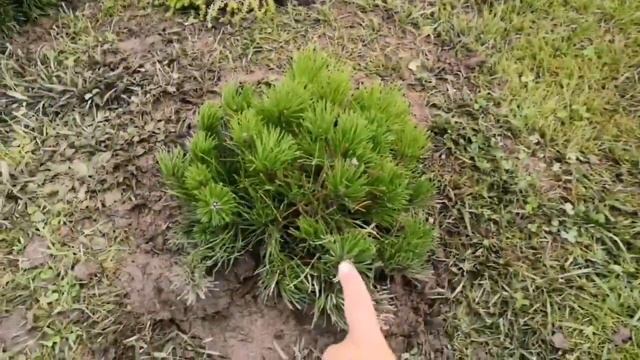 Озеленение дачного  участка.
