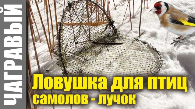 Ловушка для птиц - простой самолов - лучок
