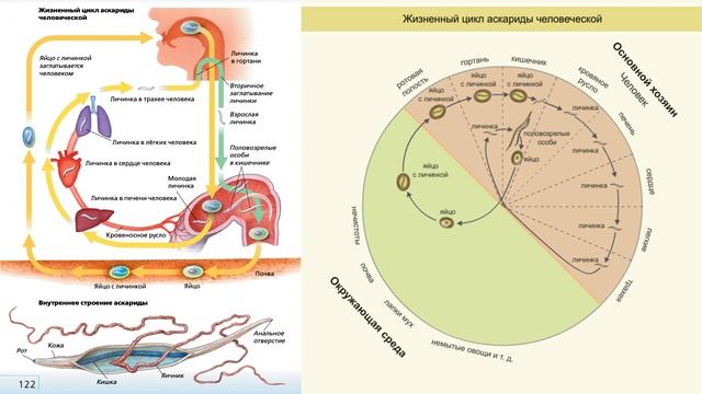 "Тип Круглые черви (Нематоды)", Биология 7 класс, Сивоглазов