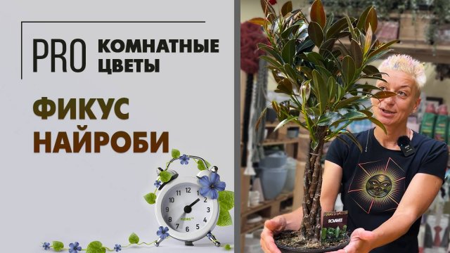Фикус Найроби. Обзор сорта. Красивейший фикус эластика: изящное и неприхотливое растение.
